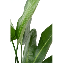 Strelitzia Nicolai artificiale 150-220 cm
