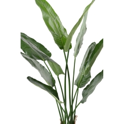 Artificial Strelitzia Nicolai 150-220 cm