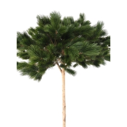 Artificial umbrella pine 210-240 cm