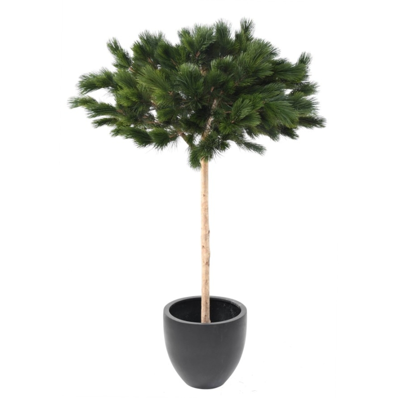 Artificial umbrella pine 210-240 cm