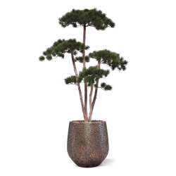 Pinus Bonsai Deluxe Artificiale 150cm