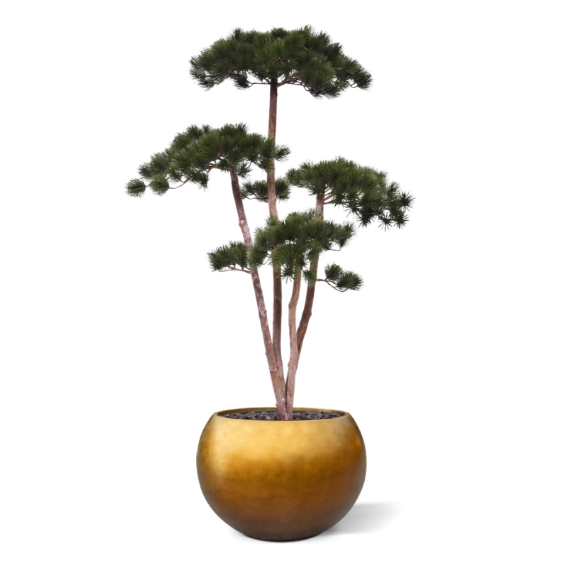 Pinus Bonsai Deluxe Artificiale 150cm