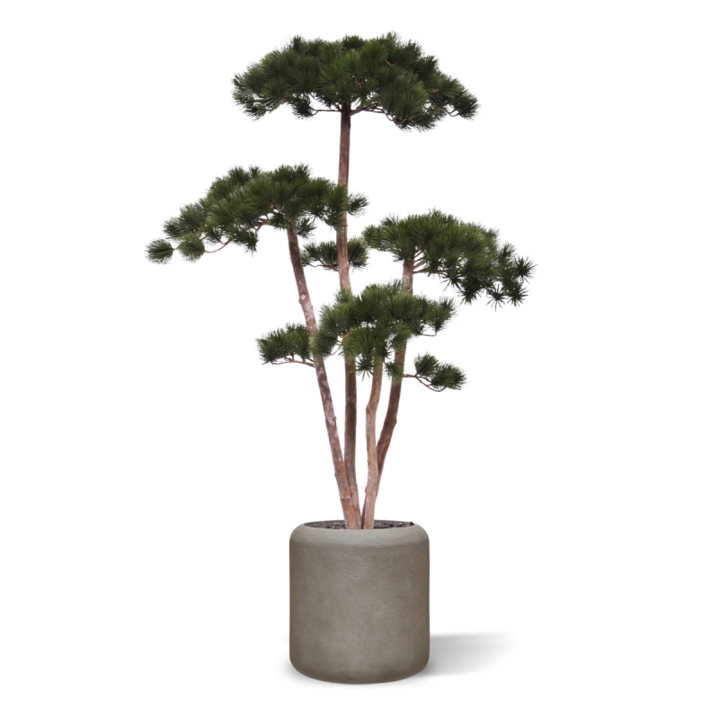 Pinus Bonsai Deluxe Artificiale 150cm