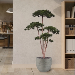 Pinus Bonsai Deluxe Artificiale 150cm