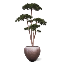 Pinus Bonsai Deluxe Artificiale 150cm