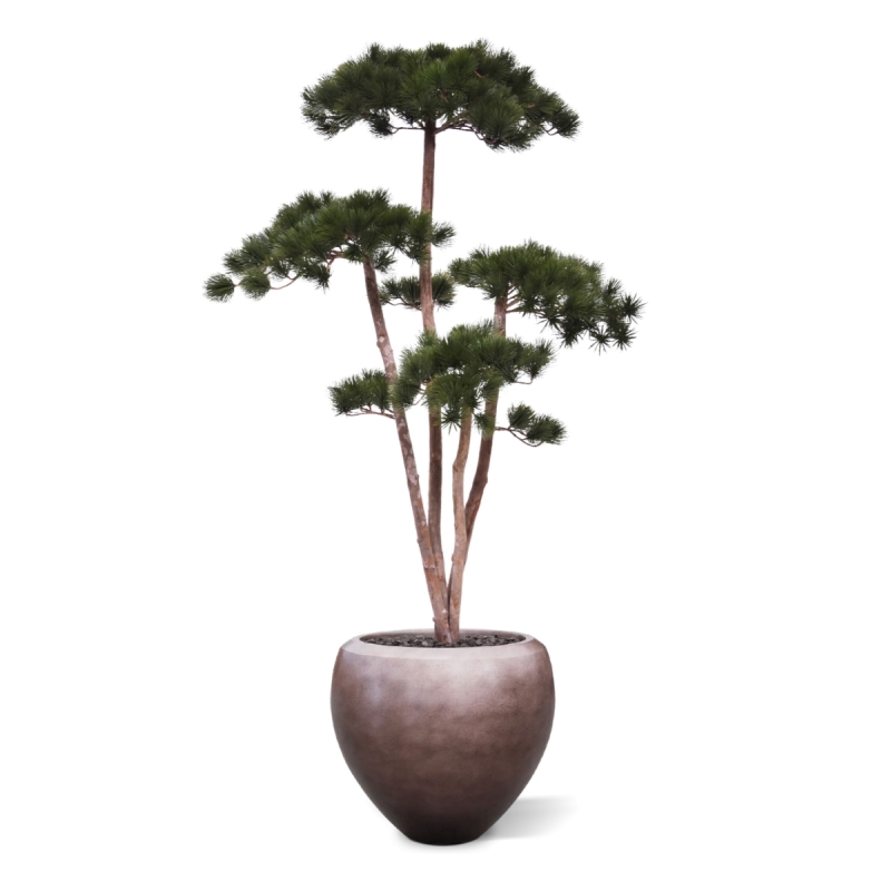 Pinus Bonsai Deluxe Artificiale 150cm