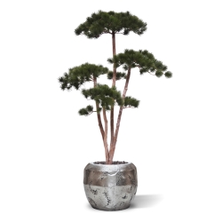 Pinus Bonsai Deluxe Artificiale 150cm
