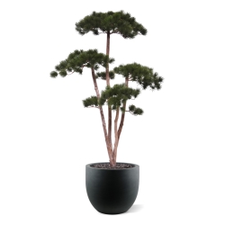 Pinus Bonsai Deluxe Artificiale 150cm