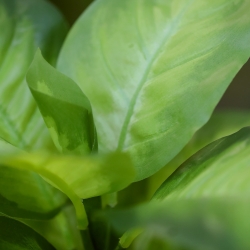 Pianta Dieffenbachia Artificiale 33cm