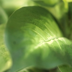 Pianta Dieffenbachia Artificiale 33cm