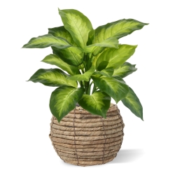 Pianta Dieffenbachia Artificiale 33cm