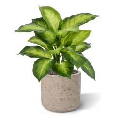 Pianta Dieffenbachia Artificiale 33cm