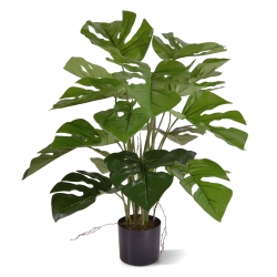 Monstera 50cm in vaso
