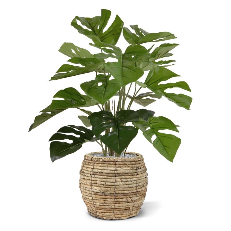 Monstera 50cm in vaso