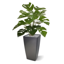 Monstera 50cm in vaso