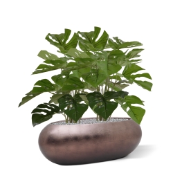 Monstera 50cm in vaso