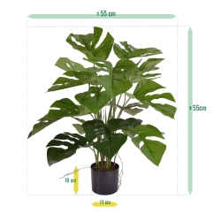Monstera 50cm in vaso