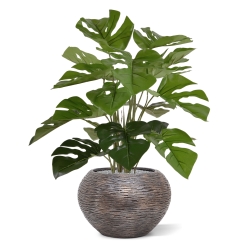 Monstera 50cm in vaso