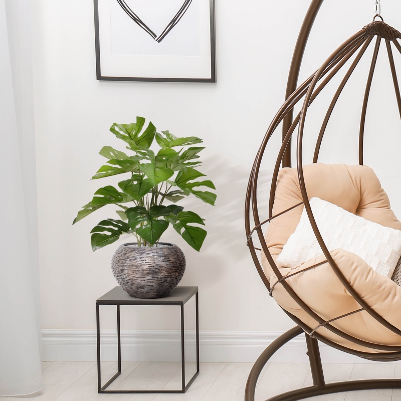 Monstera 50cm in vaso