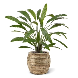 Calathea 75cm Pianta artificiale verde