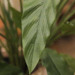 Calathea 75cm Pianta artificiale verde