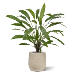Calathea 75cm Pianta artificiale verde