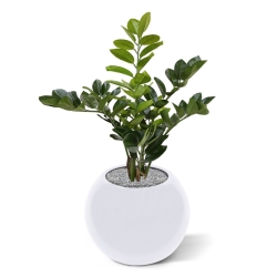 Zamioculcas pianta artificiale 55cm