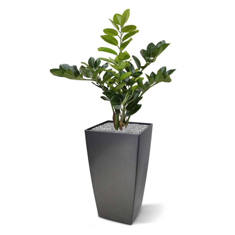 Zamioculcas pianta artificiale 55cm