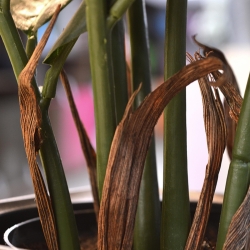 Zamioculcas pianta artificiale 55cm