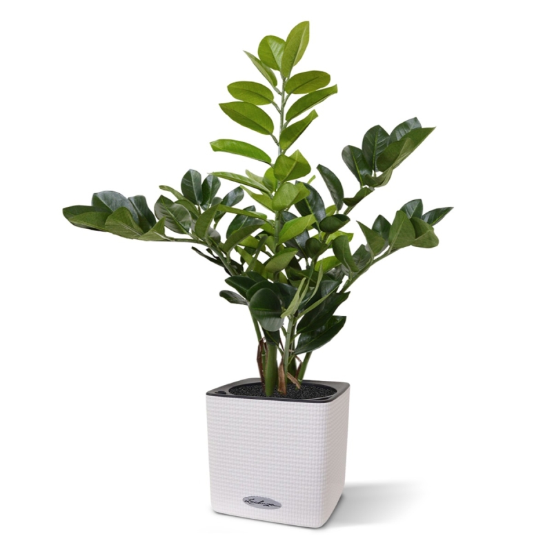 Zamioculcas pianta artificiale 55cm