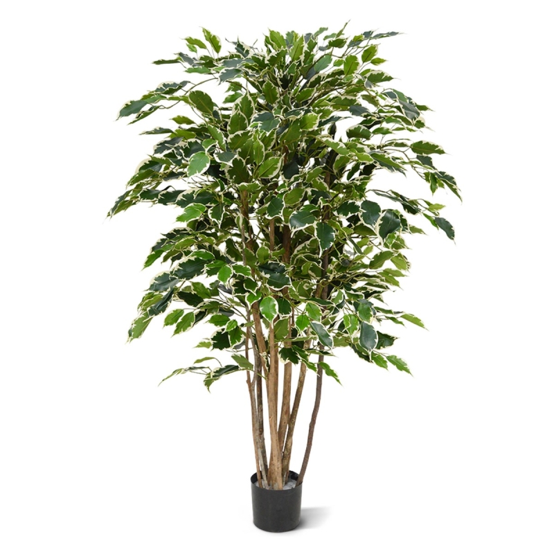 Ficus Exotica Deluxe 125 cm variegato