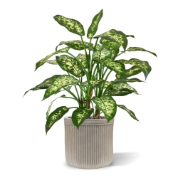 Dieffenbachia deluxe pianta artificiale 60 cm