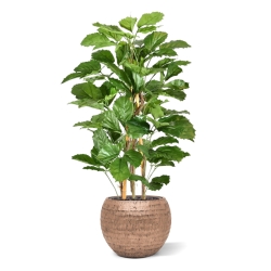 Pianta artificiale di tetrastigma 120 cm