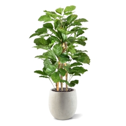 Pianta artificiale di tetrastigma 120 cm
