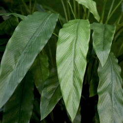 Calathea artificiale Deluxe 115cm
