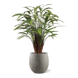 Calathea artificiale Deluxe 115cm