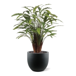 Calathea artificiale Deluxe 115cm