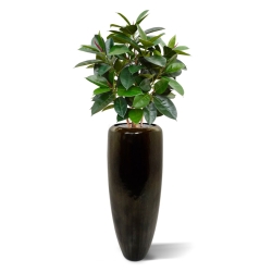 Pianta artificiale Elastica Robusta 90cm - FR - ignifuga