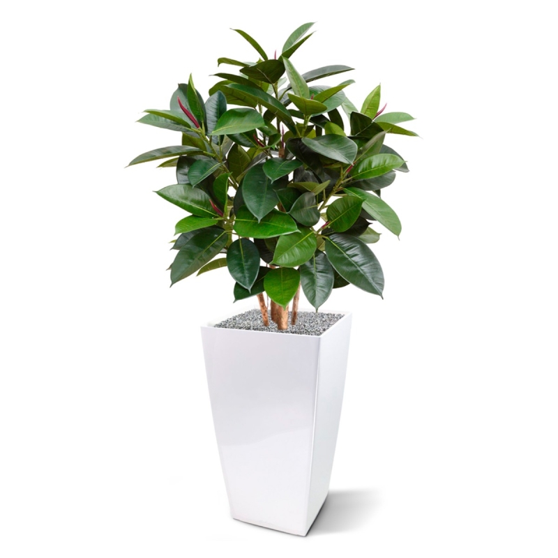 Pianta artificiale Elastica Robusta 90cm - FR - ignifuga