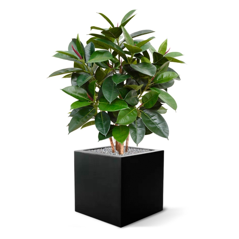 Pianta artificiale Elastica Robusta 90cm - FR - ignifuga