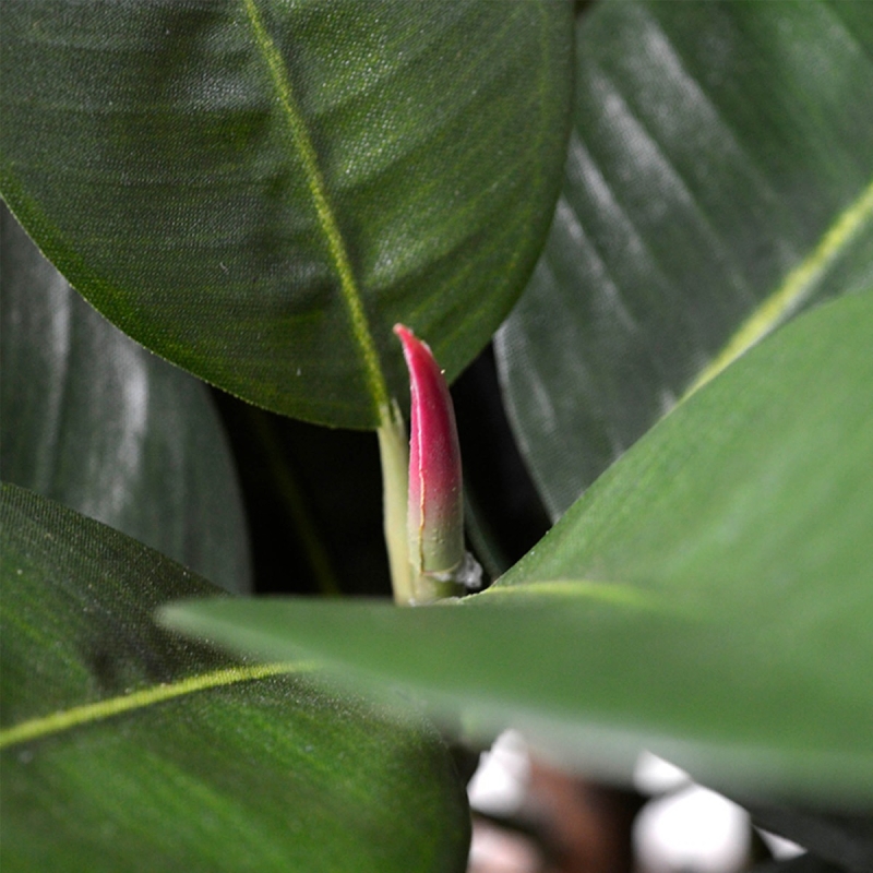 Pianta artificiale Elastica Robusta 90cm - FR - ignifuga