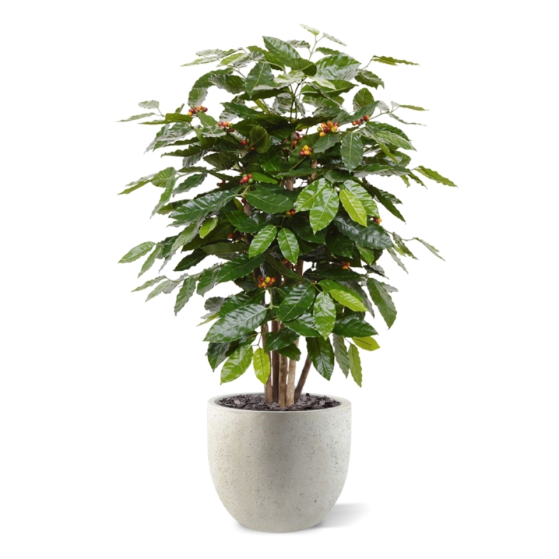 Pianta artificiale di caffè arabica 100 cm