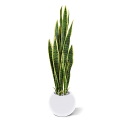 Sanseveria artificiale var. 110 cm in vaso