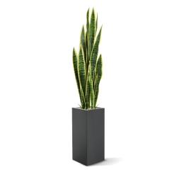 Sanseveria artificiale var. 110 cm in vaso
