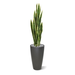Sanseveria artificiale var. 110 cm in vaso