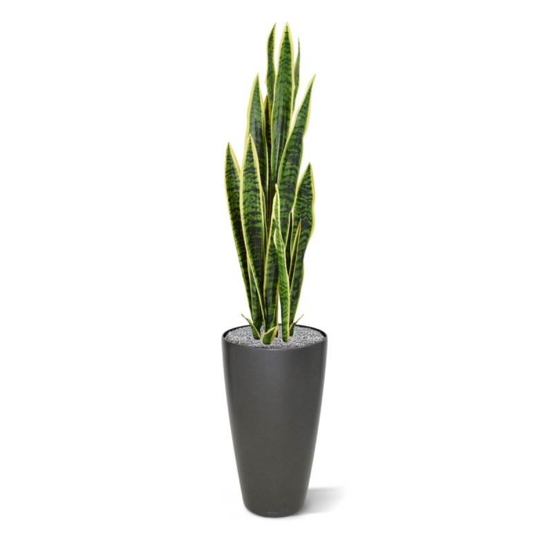 Sanseveria artificiale var. 110 cm in vaso
