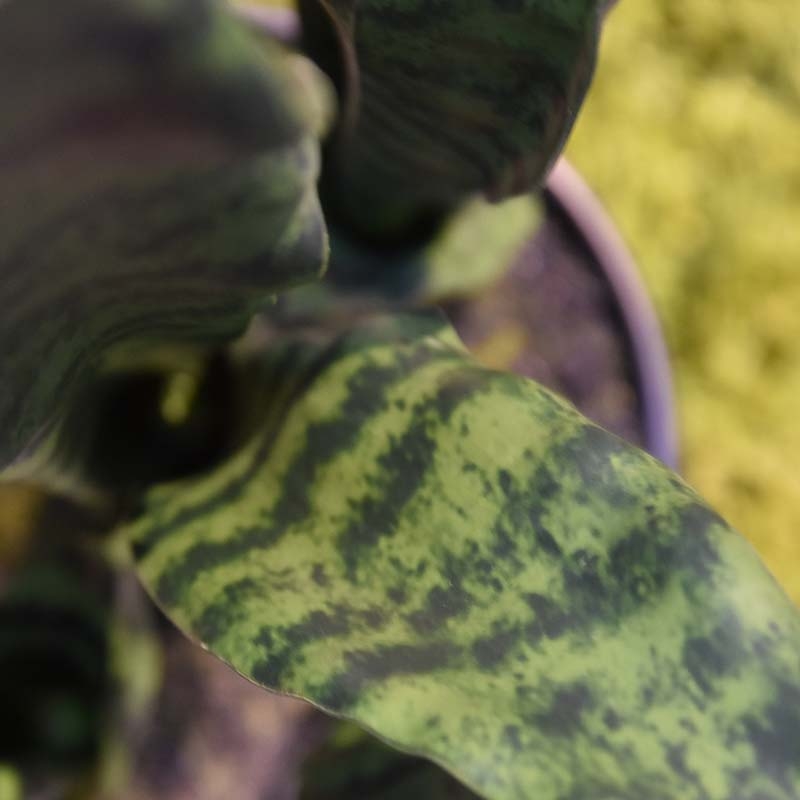Pianta artificiale di Sanseveria N 50cm - verde