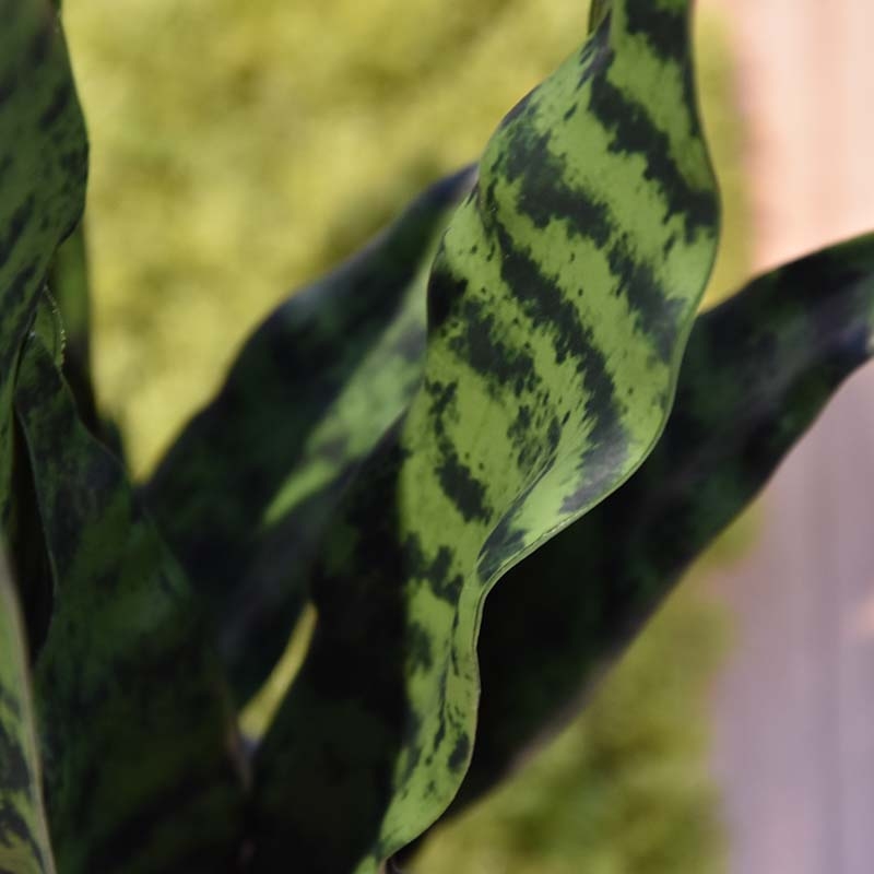Pianta artificiale di Sanseveria N 70cm - verde