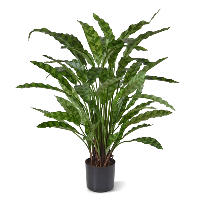 Calathea Leopardina 60 cm in vaso