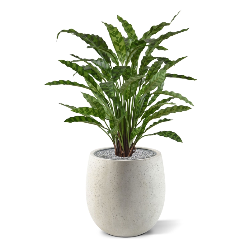 Calathea Leopardina 60 cm in vaso